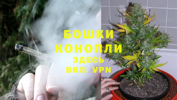 индика Белокуриха