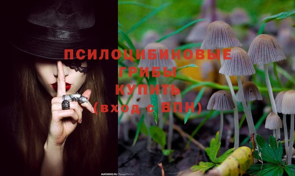 индика Белокуриха